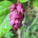 Leycesteria formosa Квітка