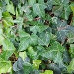 Hedera hibernica 葉