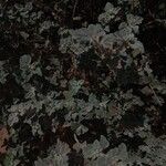 Chrozophora brocchianaBlatt
