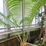 Cycas rumphii Leaf