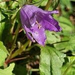 Campanula tracheliumFlor