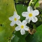 Nymphoides cristata Flor