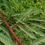 Prosopis juliflora Leaf