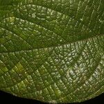 Cordia dwyeri Leaf
