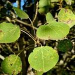 Populus tremuloides ഇല