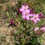 Centaurium erythraeaFlower