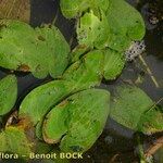 Caldesia parnassifolia Ostatní