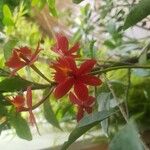 Epidendrum radicans Flower