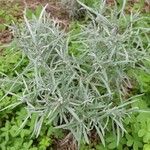 Helichrysum italicum Fuelha