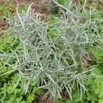 Helichrysum italicum Blad