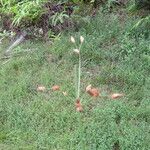 Fimbristylis dichotoma Flor