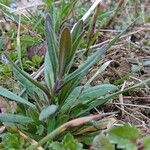 Camelina microcarpa Лист