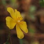 Tuberaria lignosa Blodyn