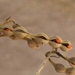 Erythrina abyssinica Fruit