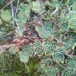 Sempervivum tectorum List