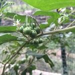 Solanum chenopodioides फल