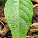 Justicia brandegeeana Hoja