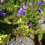 Pinguicula grandiflora Libunga