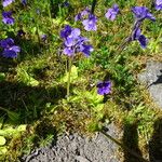 Pinguicula grandiflora Агульны выгляд