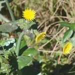 Sonchus oleraceus Flower