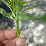 Centranthus lecoqiiBlad