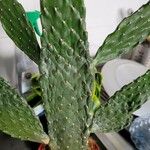Consolea rubescens Hoja