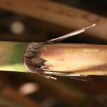 Arundo micrantha Arall