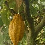 Theobroma cacao Ŝelo