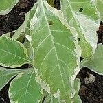 Nicotiana tomentosa Blad