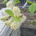 Prunus maackii 花