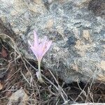Colchicum stevenii 花
