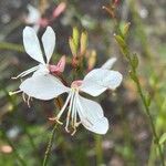 Oenothera gauraBlüte