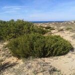 Juniperus turbinata 叶