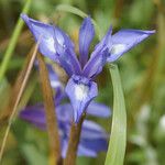 Moraea sisyrinchium Flower