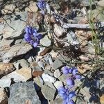 Polygala microphylla Fiore