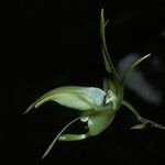 Aeranthes grandiflora Flor