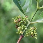 Multidentia crassa Floro