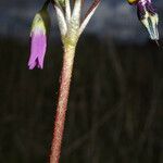 Primula clevelandii Агульны выгляд