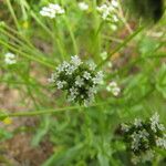 Valeriana woodsiana Květ