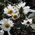 Symphyotrichum lanceolatum Flower