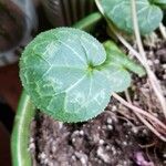 Cyclamen purpurascens Blad