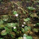 Caldesia parnassifolia Tervik taim