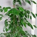 Ficus benjamina Агульны выгляд