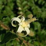 Grewia pachycalyx Fiore