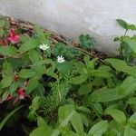 Stellaria aquaticaFlower