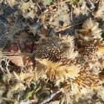 Platanus occidentalis Fruit