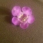 Agalinis purpurea फूल