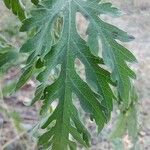 Ambrosia psilostachya Leaf