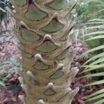 Phoenix reclinata Bark