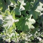 Alchemilla mollis Φύλλο